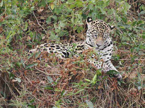 Jaguar (Panthera onca)